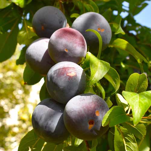 Sliva (stebričasta) Sonic Lady slika 1 članek 2023