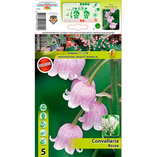 Šmarnica Rosea slika 1 članek 76201