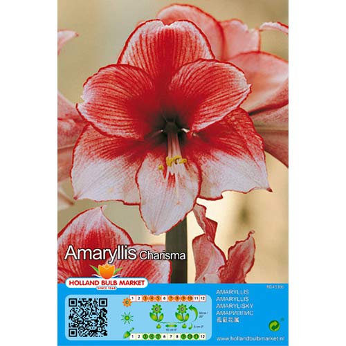 Sobna lilija (Amaryllis) Charisma slika 1 članek 76004