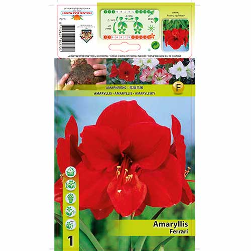 Sobna lilija (Amaryllis) Ferrari slika 1 članek 76558