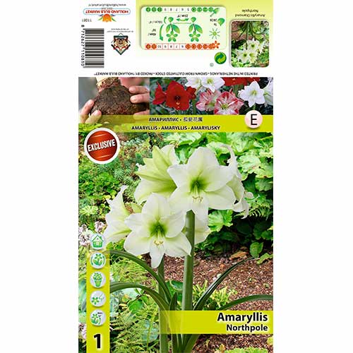 Sobna lilija (Amaryllis) Northpole slika 1 članek 70478