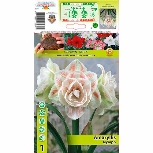 Sobna lilija (Amaryllis) Nymph slika 1 članek 70328