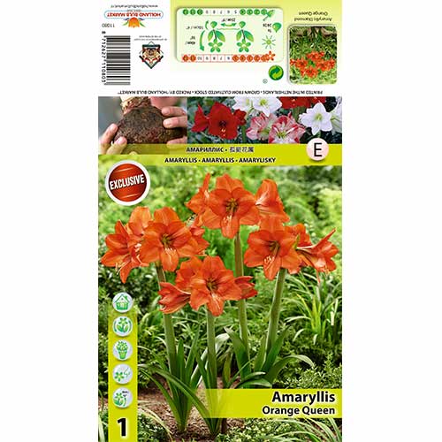 Sobna lilija (Amaryllis) Orange Queen slika 1 članek 70477
