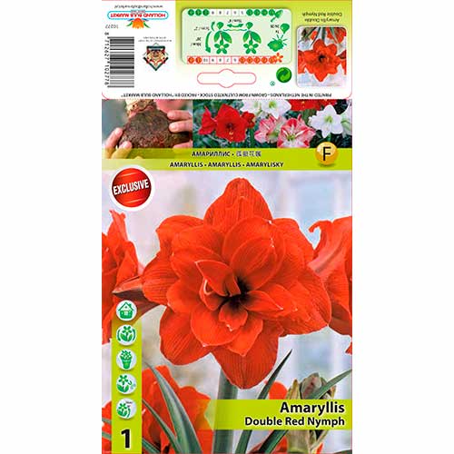 Sobna lilija (Amaryllis) Red Nymph slika 1 članek 70330