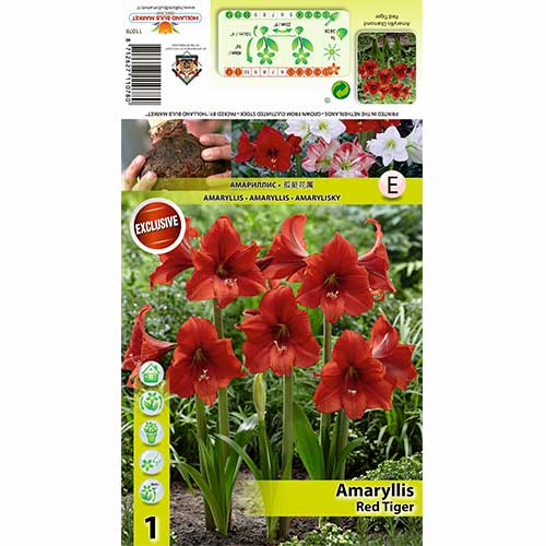 Sobna lilija (Amaryllis) Red Tiger slika 1 članek 70331