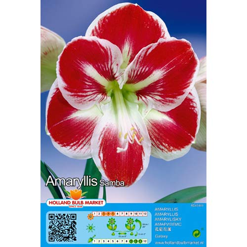 Vitezova zvezda ali Amarillis (Hippeastrum) Samba slika 1 članek 76015