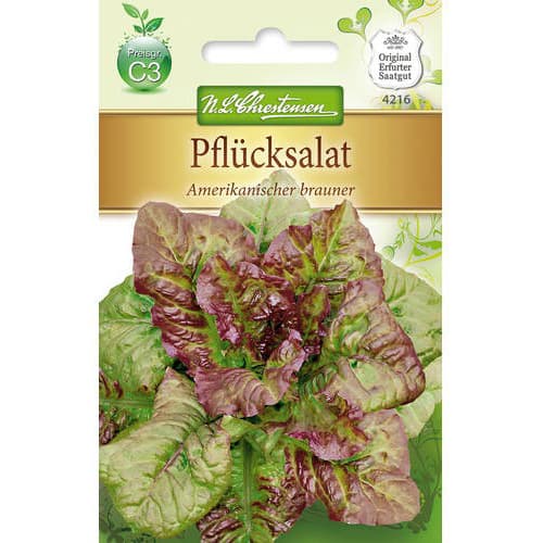 Solata Amerikanischer Brauner Chrestensen slika 1 članek 78777