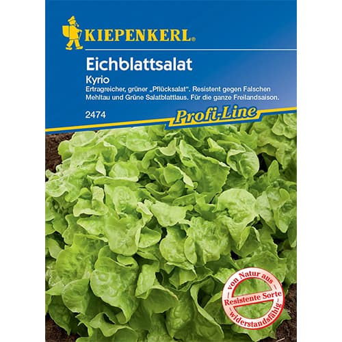 Solata Kyrio slika 1 članek 96609