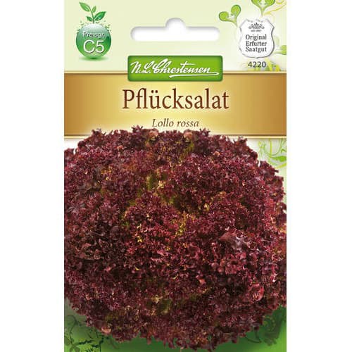 Solata Lollo Rossa slika 1 članek 78779