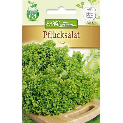 Solata Lollo slika 1 članek 78778