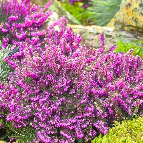 Spomladanska resa (Erica) Kramer's Rote slika 1 članek 76690