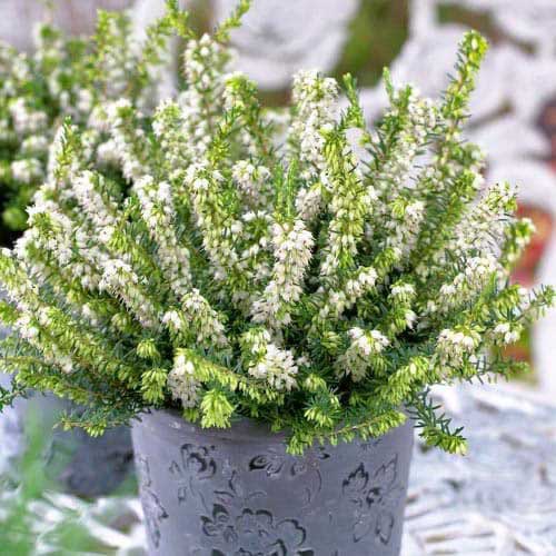 Spomladanska resa (Erica) White Perfection slika 1 članek 76691