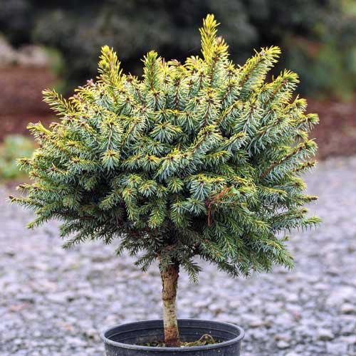 Srebrna smreka Peve Tijn, C5 slika 1 članek 8249