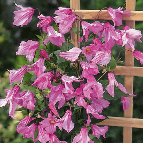 Srobot (clematis) Alionushka, С2 slika 1 članek 1550