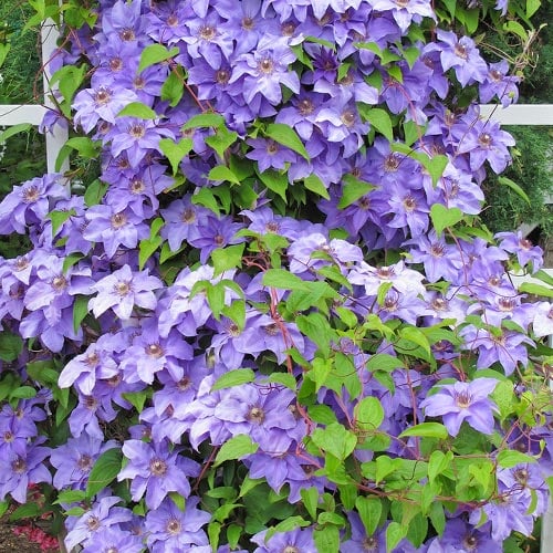 Srobot (clematis) Blue Angel, P9 slika 1 članek 9051
