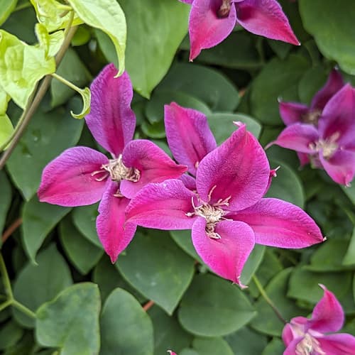 Srobot (clematis) Gravetye Beauty, Р9 slika 1 članek 9662