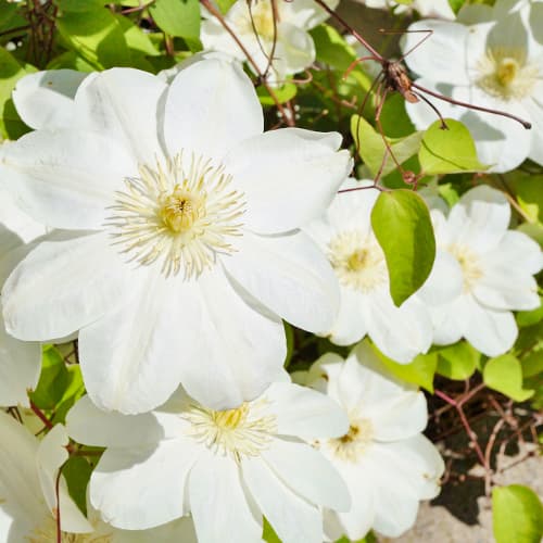 Srobot (clematis) Guernsay Cream slika 1 članek 4122