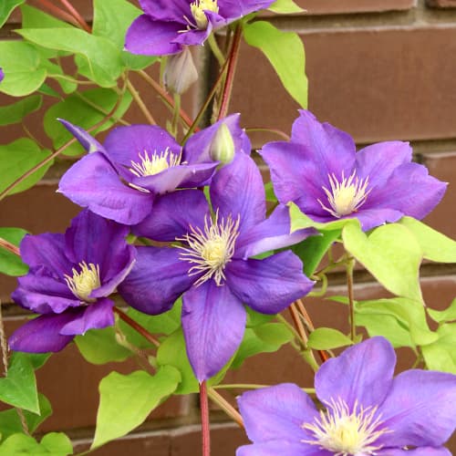 Srobot (clematis) Kaczynski slika 1 članek 5875