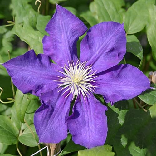 Srobot (clematis) Lady Betty Balfour slika 1 članek 1556