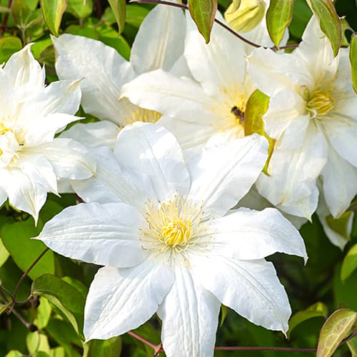 Srobot (clematis) Lemon Chiffo, P9 slika 1 članek 4120
