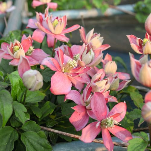 Srobot (clematis) Marjorie, P9 slika 1 članek 5874