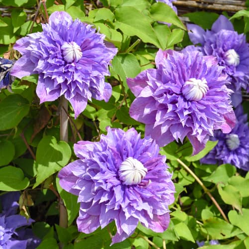 Srobot (clematis) Multi blue, P9 slika 1 članek 9050