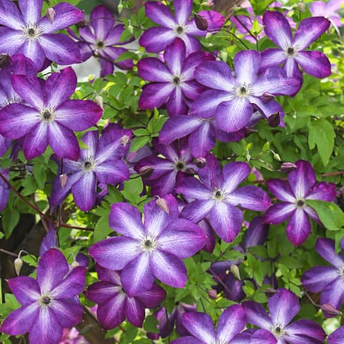 Srobot (clematis) Venosa Violacea, Р9 slika 1 članek 9664