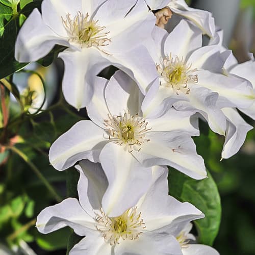 Srobot (clematis) Yukikomachi, Р9 slika 1 članek 9665