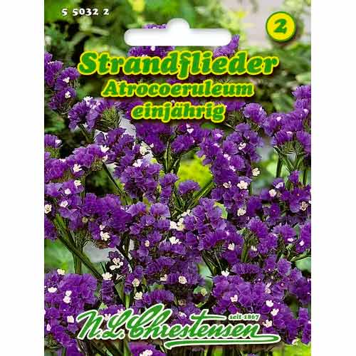 Statice Limonium sinuatum Atrocoeruleum slika 1 članek 50030