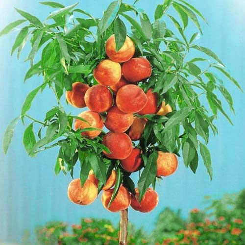 Stebričasta breskev Aida, С2 slika 1 članek 1944