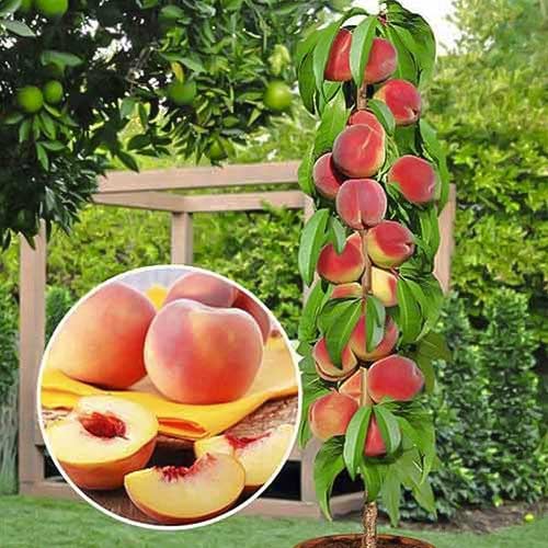 Stebričasta breskev Honey, С2 slika 1 članek 1913