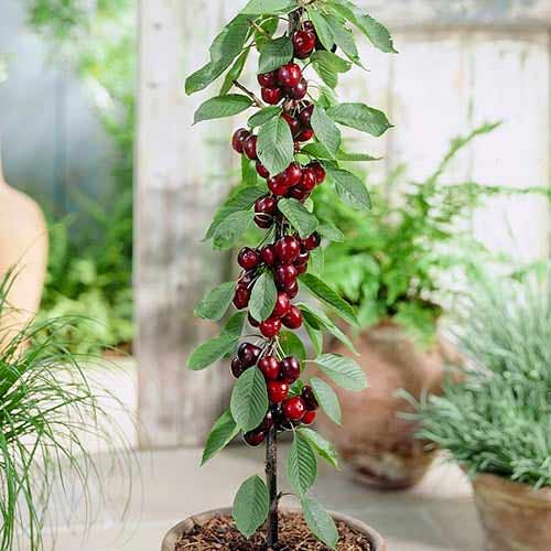 Stebričasta češnja Black slika 1 članek 1946