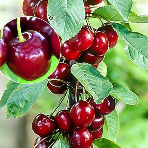 Stebričasta češnja Helene slika 1 članek 1925