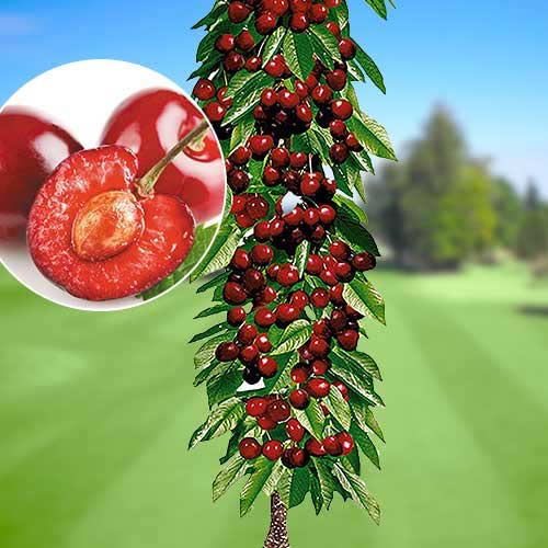 Stebričasta češnja Queen Marry, С2 slika 1 članek 1921