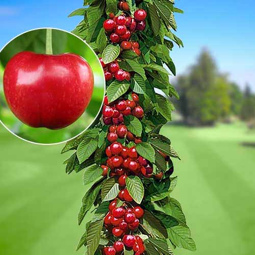 Stebričasta češnja Silva slika 1 članek 1924