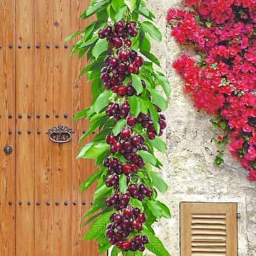 Stebričasta češnja Victoria, С2 slika 1 članek 1923