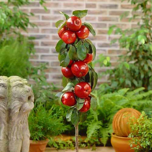 Stebričasta jablana Red River, С2 slika 1 članek 1951