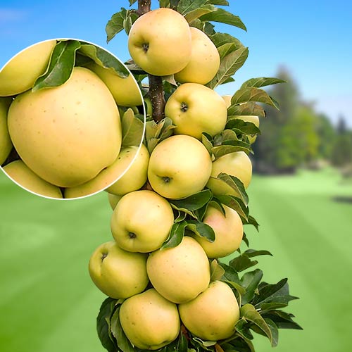 Stebričasta jablana StarGold®, C2 slika 1 članek 1643