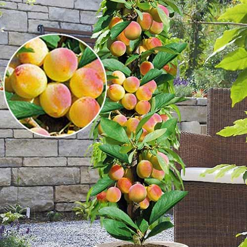 Stebričasta marelica Prince Mart, С2 slika 1 članek 1901