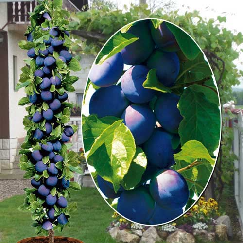 Stebričasta sliva Fruca, С2 slika 1 članek 1945