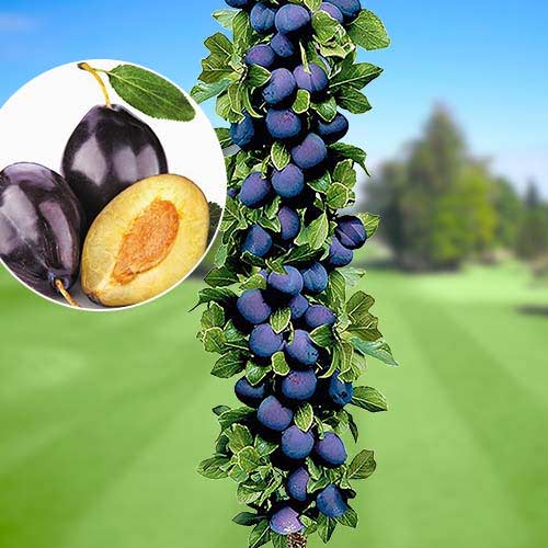 Stebričasta sliva Imperial, С2 slika 1 članek 1917