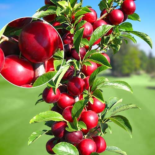 Stebričasta sliva Rubin, С2 slika 1 članek 1919