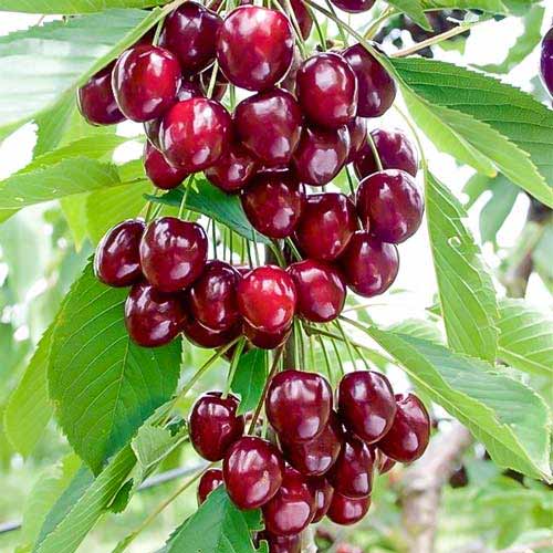 Stebričasta višnja-češnja Caroline, С2 slika 1 članek 1971