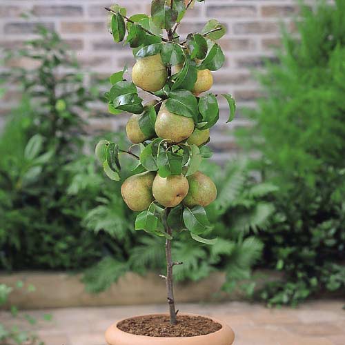 Stebričasta zgodnja Condo slika 1 članek 1969