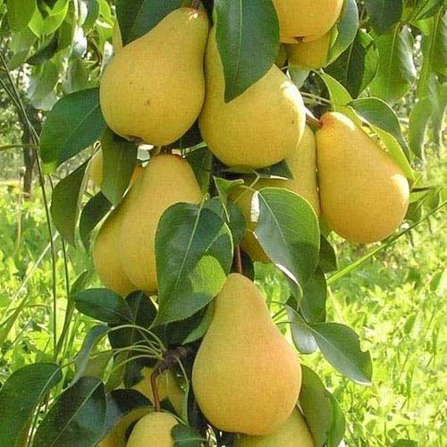 Stebričasta zgodnja Decora, С2 slika 1 članek 1905