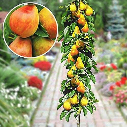 Stebričasta zgodnja hruška slika 1 članek 1904