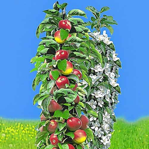 Stebričasta zgodnja jablana, С2 slika 1 članek 1932