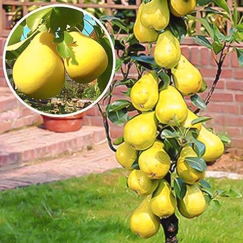 Stebričasta zgodnja Saphira, С2 slika 1 članek 1941