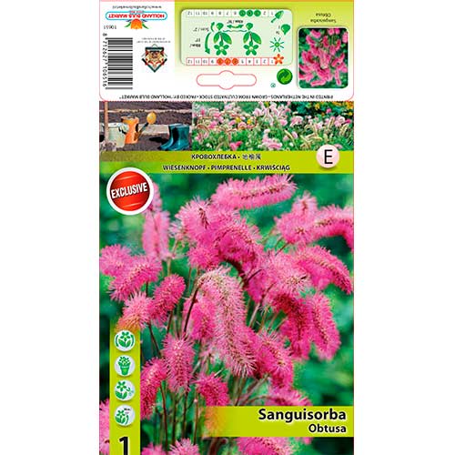 Strašnica Obtusa slika 1 članek 76362