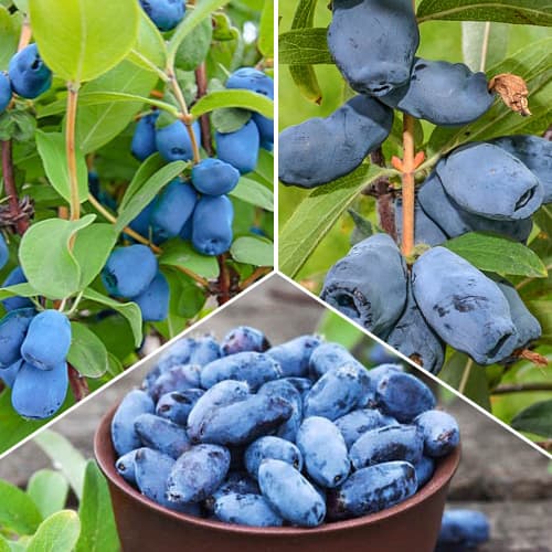 Suholetnica Set 3 sadik slika 1 članek 1589